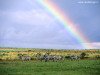 miniatura_After the Storm, Kenya, Africa copia